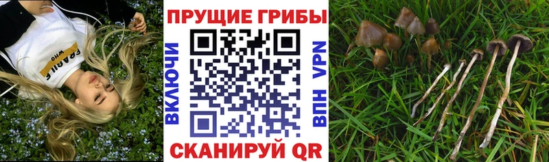 как найти закладки  Норильск  Псилоцибиновые грибы ЛСД 